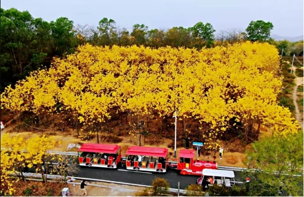 黄花风铃木.jpg